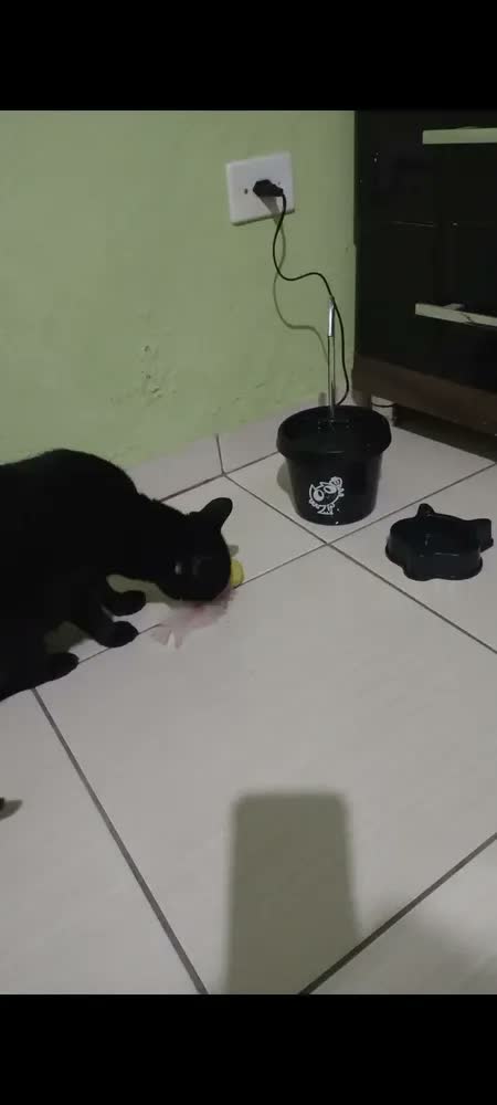 foto de Bebedouro Gato - Fonte Gato + Brinde Comedouro