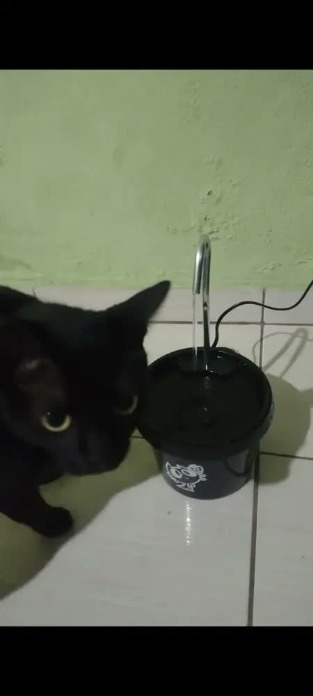 foto de Bebedouro Gato - Fonte Gato + Brinde Comedouro