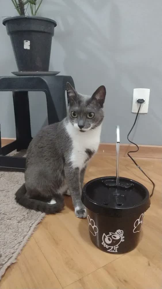 foto de Bebedouro Gato - Fonte Gato + Brinde Comedouro
