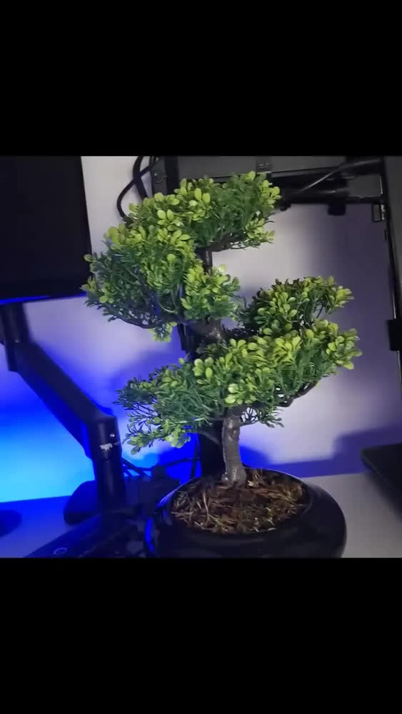 foto de Bonsai Realista Vaso Ceramica Arvore Da Sorte Folhas Pinheir