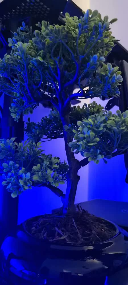 foto de Bonsai Realista Vaso Ceramica Arvore Da Sorte Folhas Pinheir