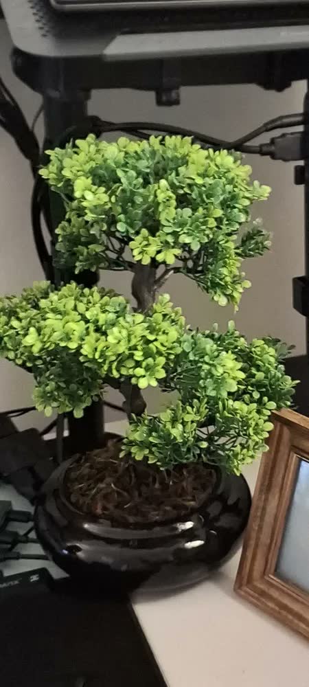 foto de Bonsai Realista Vaso Ceramica Arvore Da Sorte Folhas Pinheir