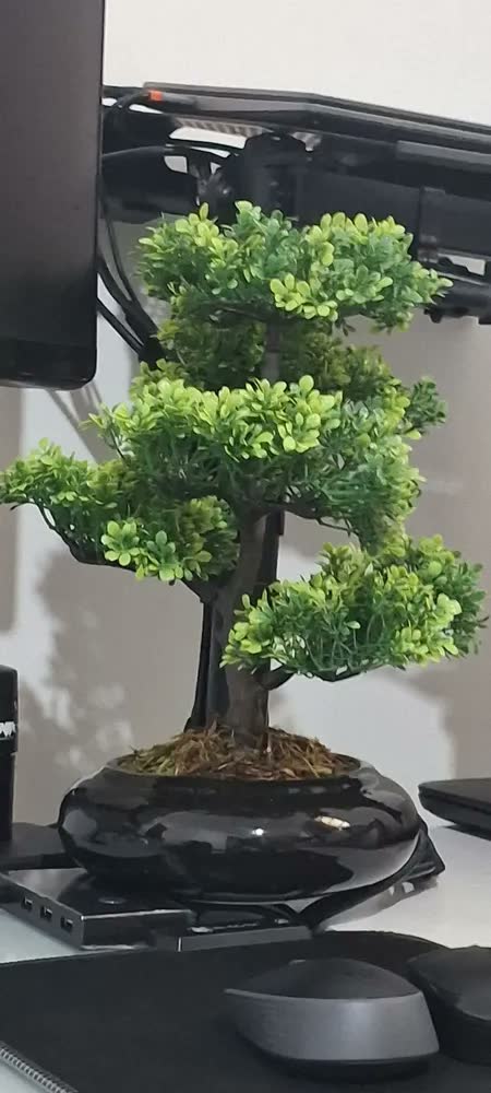 foto de Bonsai Realista Vaso Ceramica Arvore Da Sorte Folhas Pinheir