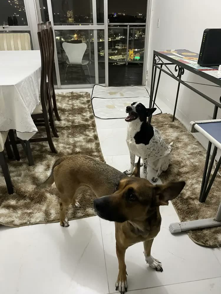 foto de Tapete 2x3 Para Sala Grande Peludo Felpudo 2,00x3,00+brinde