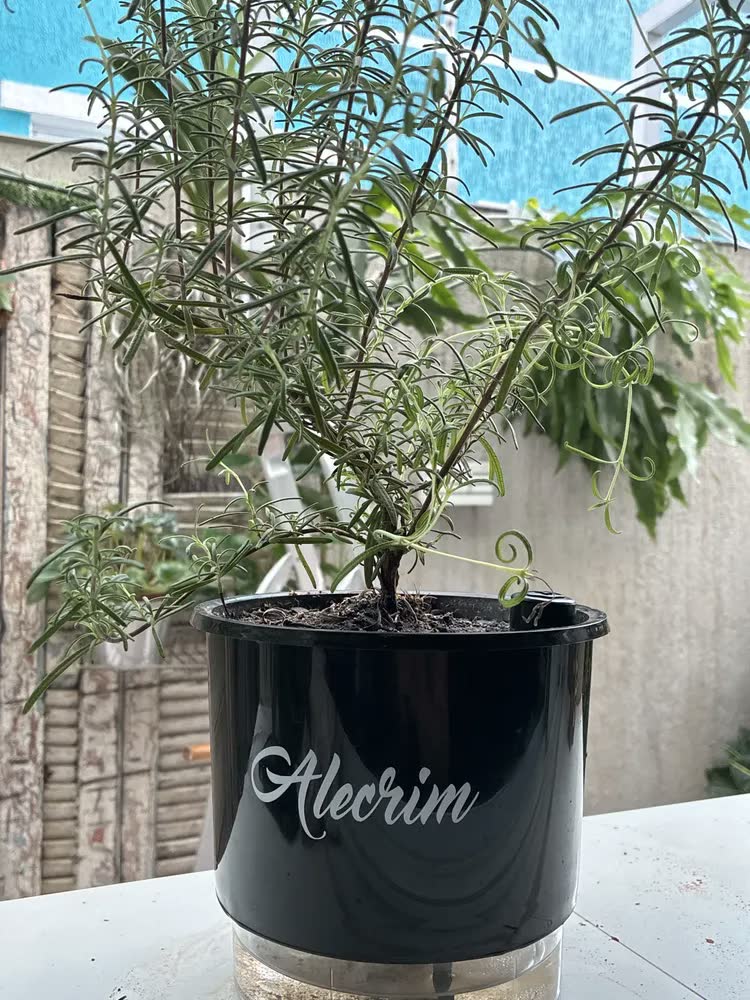 foto de Vaso Raiz Auto Irrigável Gourmet 16cm Autoirrigável Temperos