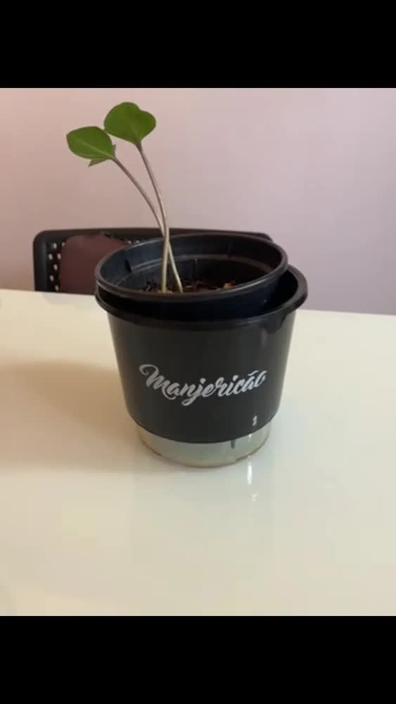 foto de Vaso Raiz Auto Irrigável Gourmet 16cm Autoirrigável Temperos
