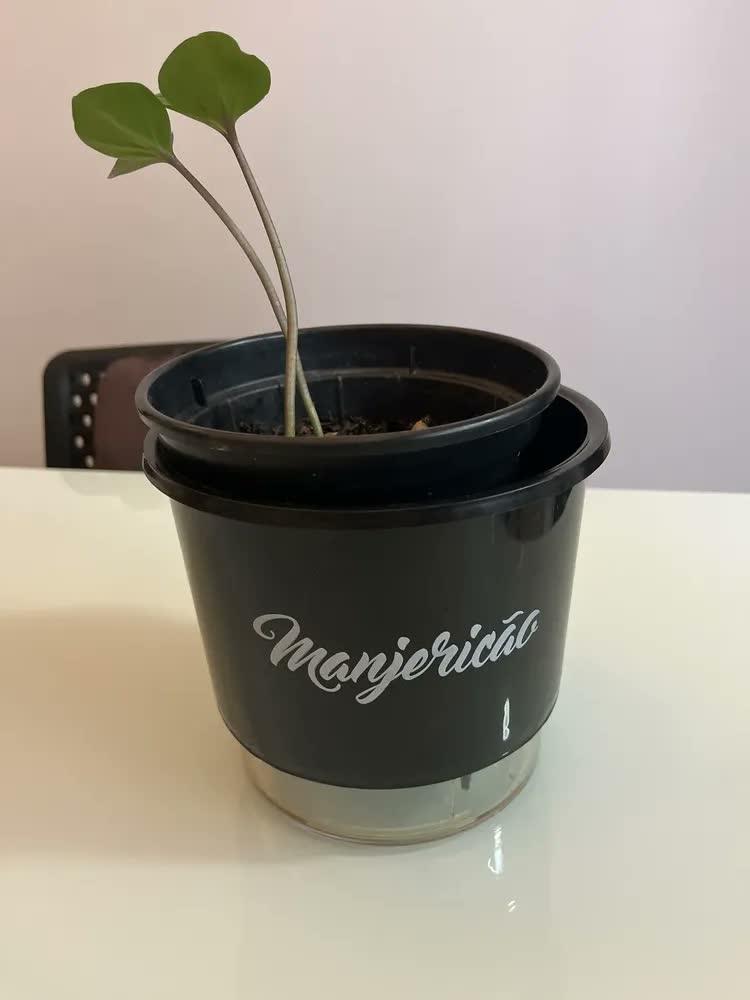 foto de Vaso Raiz Auto Irrigável Gourmet 16cm Autoirrigável Temperos