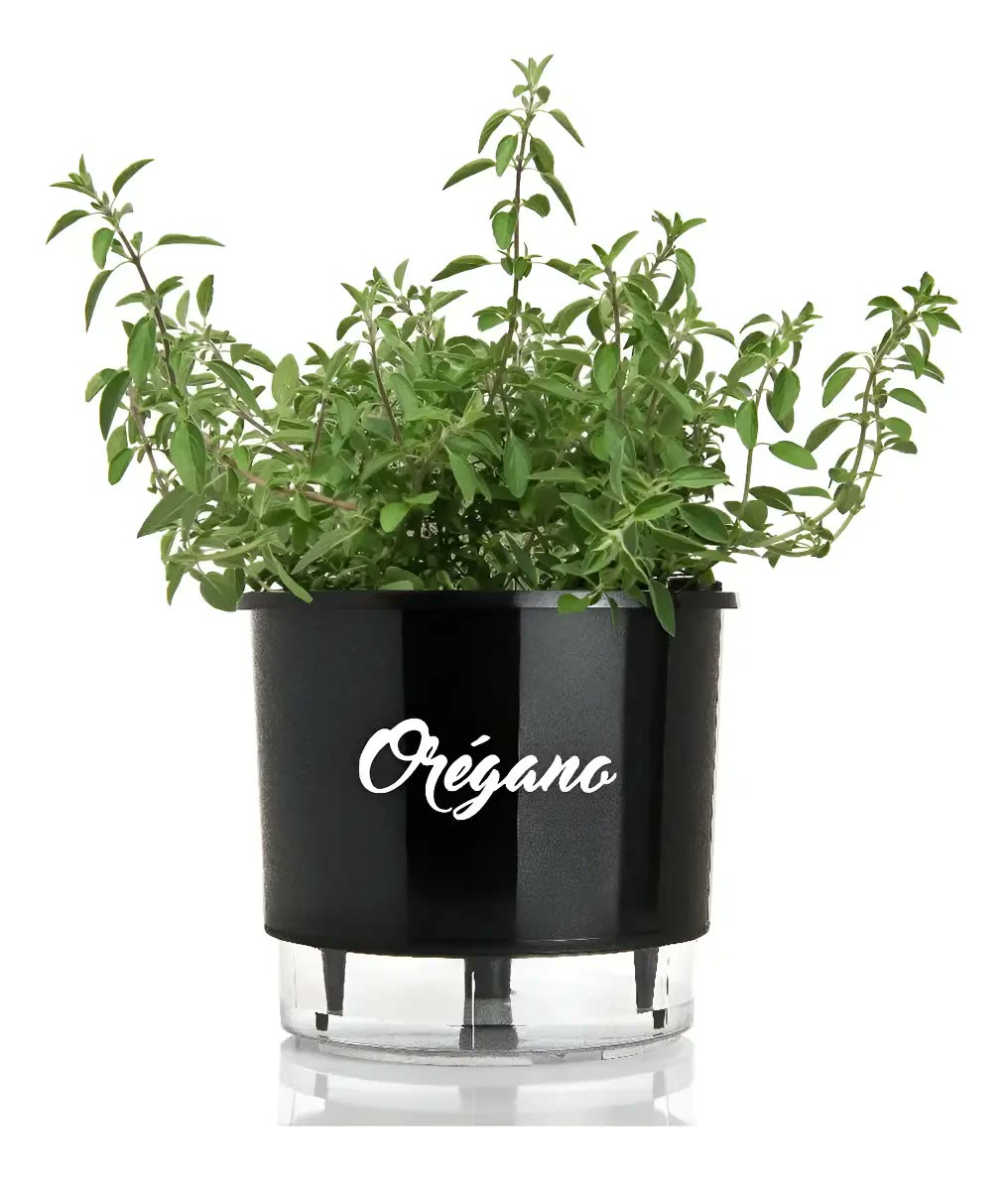 Vaso Raiz Auto Irrigável Gourmet 16cm Autoirrigável Temperos