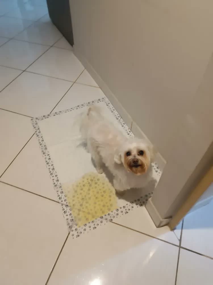foto de Tapete Higiênico Sanitário Cães 30un 90x60 Econopad Branco Branco