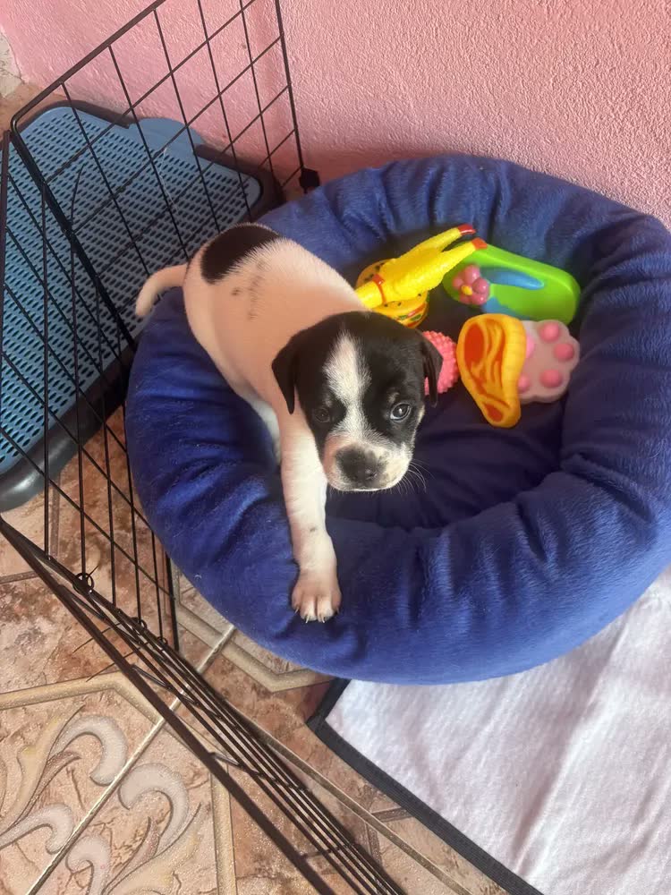 foto de Kit 3 Tapete Higiênico Lavável Cães Cachorro Xixi Grande Dog Tapete Pet Branco Fácil Visualização Do Xixi Dog, Pode Também Verificar Qualquer Alteração Do Xixi Do Seu Cachorro.
