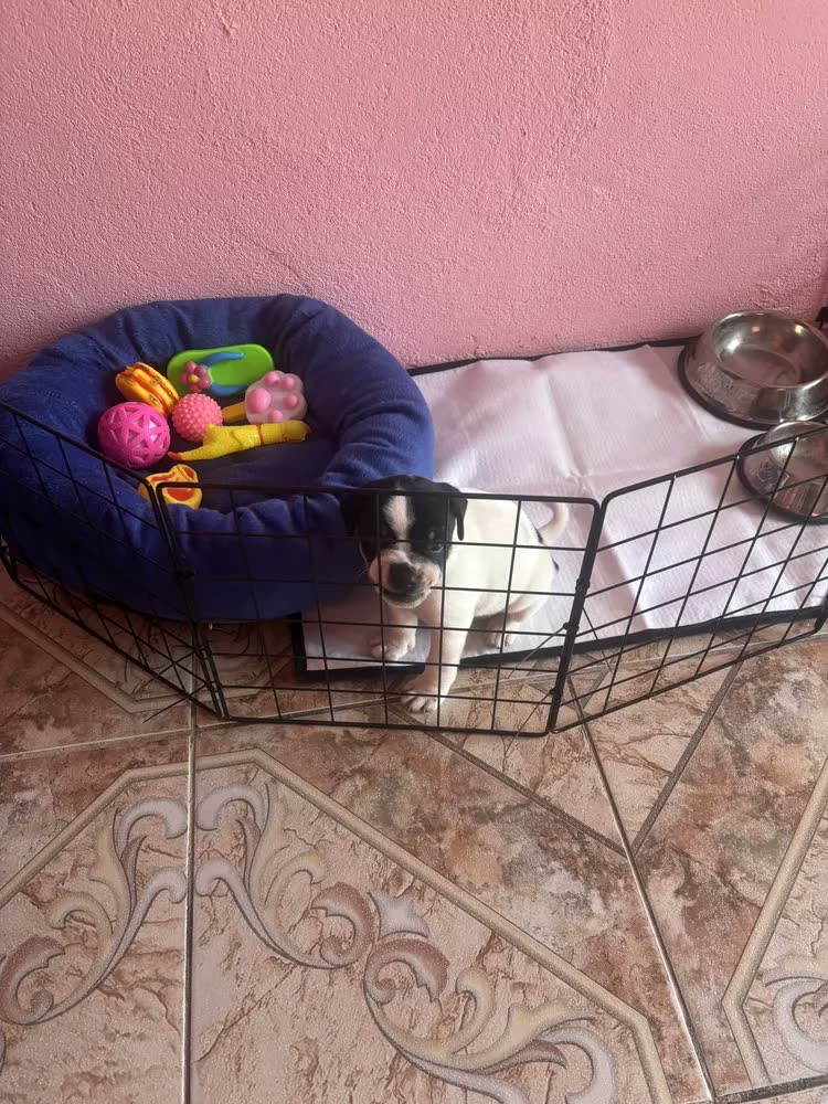 foto de Kit 3 Tapete Higiênico Lavável Cães Cachorro Xixi Grande Dog Tapete Pet Branco Fácil Visualização Do Xixi Dog, Pode Também Verificar Qualquer Alteração Do Xixi Do Seu Cachorro.
