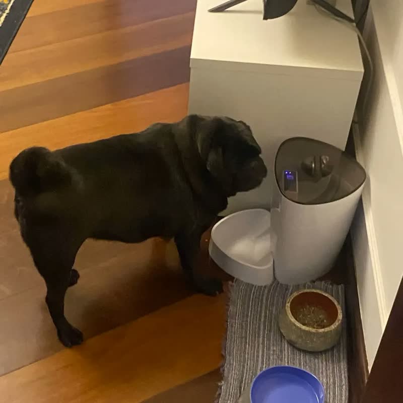 foto de Alimentador Para Caes E Gatos Inteligente Wi-fi Hi By Geonav Cor Branco