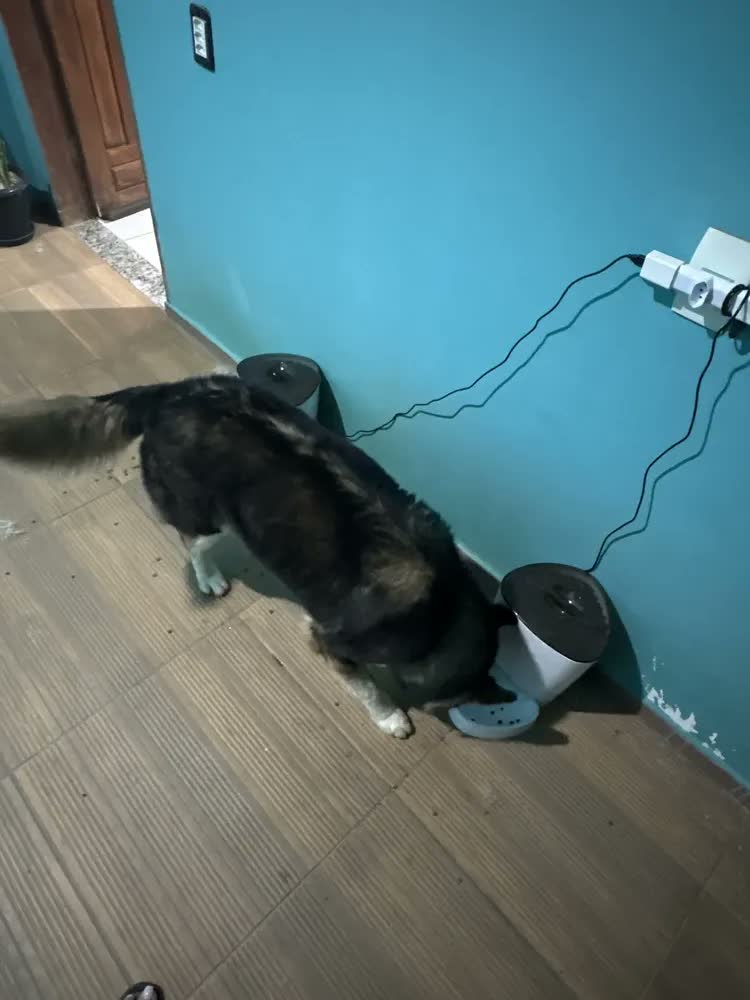 foto de Alimentador Para Caes E Gatos Inteligente Wi-fi Hi By Geonav Cor Branco