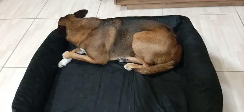foto de Cama Para Cachorro Grande Pet Querido 100% Lavável