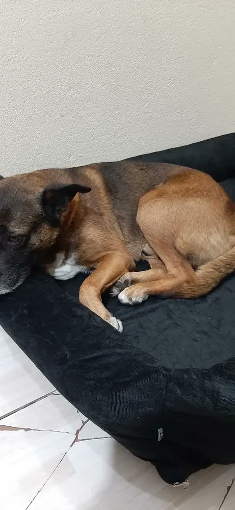 foto de Cama Para Cachorro Grande Pet Querido 100% Lavável