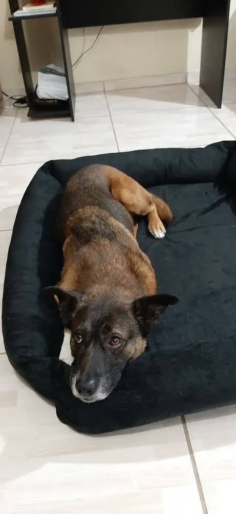 foto de Cama Para Cachorro Grande Pet Querido 100% Lavável