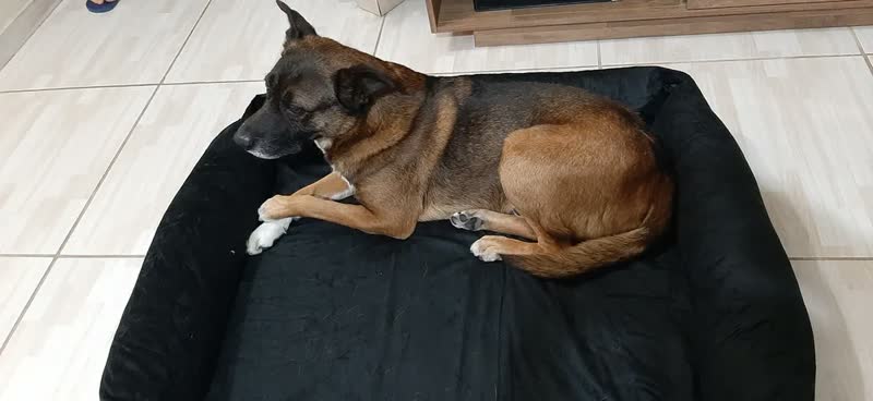foto de Cama Para Cachorro Grande Pet Querido 100% Lavável