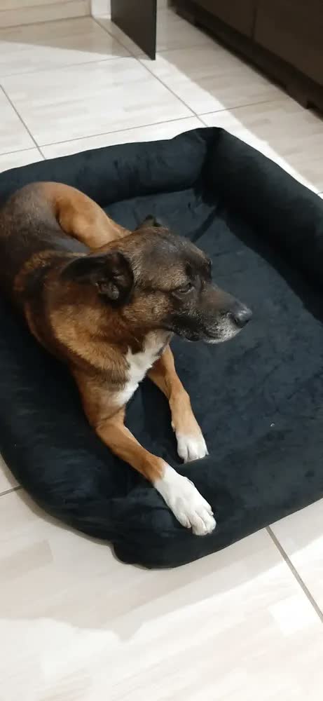 foto de Cama Para Cachorro Grande Pet Querido 100% Lavável
