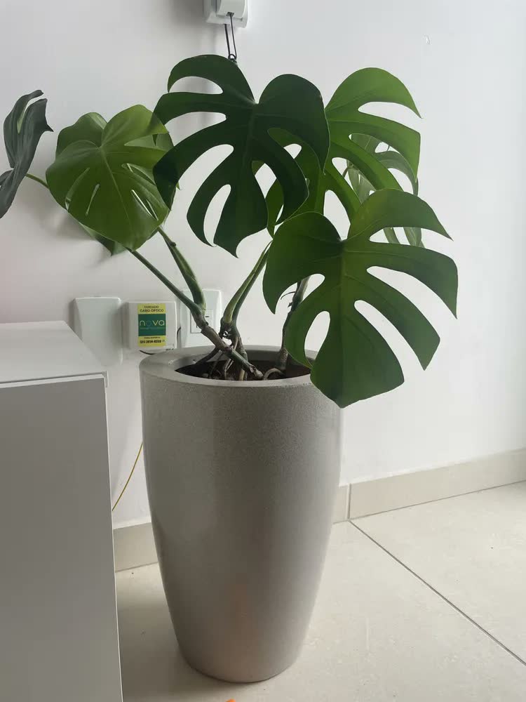 foto de Vaso Para Planta Decorativo Grande 45cm Polietileno Cone