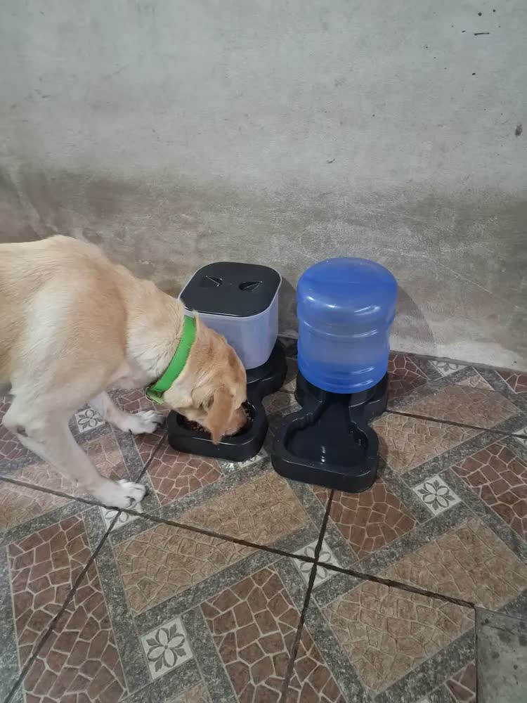 foto de Bebedouro Automático Grande Porte 10l/20l Azul