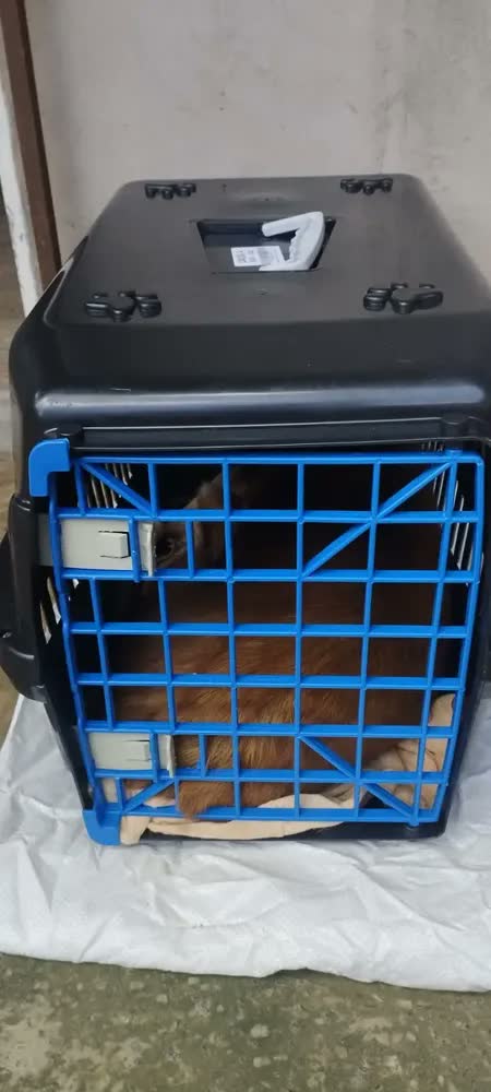foto de Caixa Bolsa de Transporte Cachorro Gato Pet N5 Porte Médio Até 12kgs