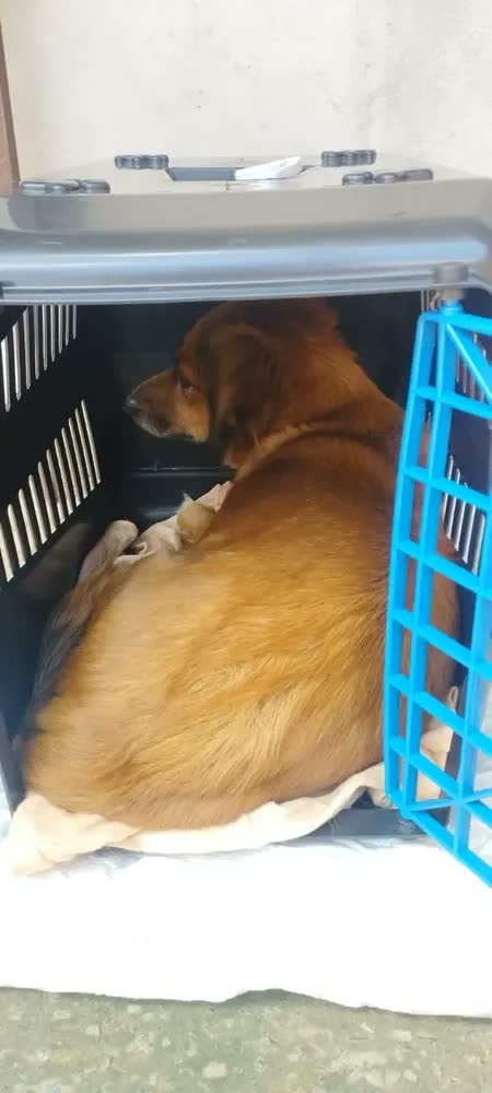 foto de Caixa Bolsa de Transporte Cachorro Gato Pet N5 Porte Médio Até 12kgs