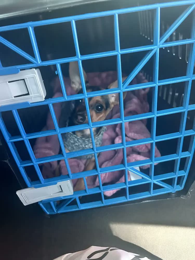 foto de Caixa Bolsa de Transporte Cachorro Gato Pet N5 Porte Médio Até 12kgs