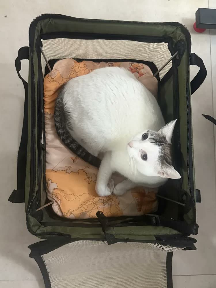 foto de Bolsa Transporte Flexível São Pet Para Viagem Aérea Raças Pequenas e Médias