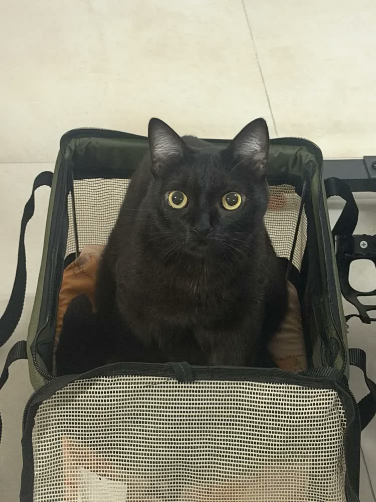 foto de Bolsa Transporte Flexível São Pet Para Viagem Aérea Raças Pequenas e Médias