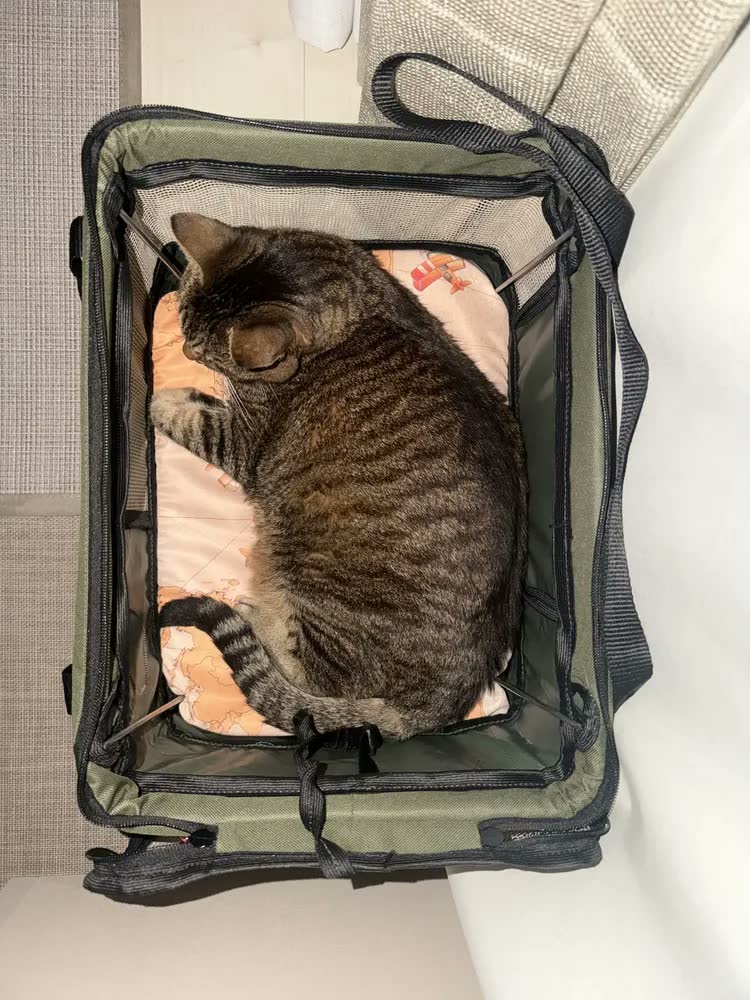 foto de Bolsa Transporte Flexível São Pet Para Viagem Aérea Raças Pequenas e Médias