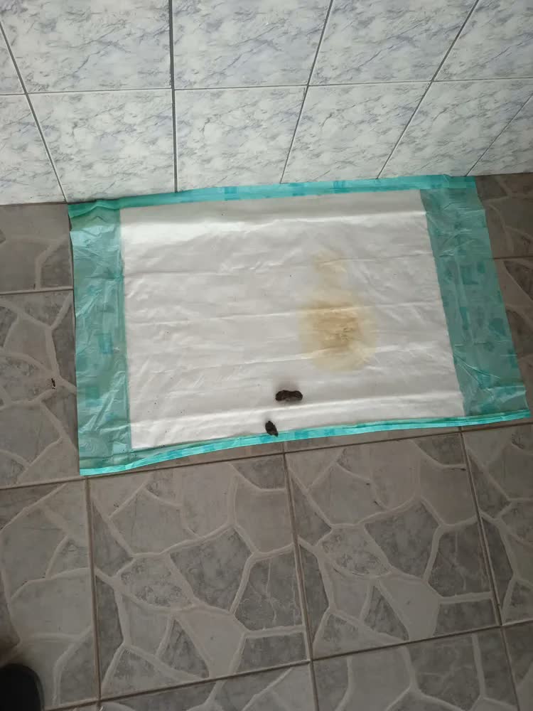 foto de Tapete Higiênico Super Secão Para Cães 30 Unidades Petix