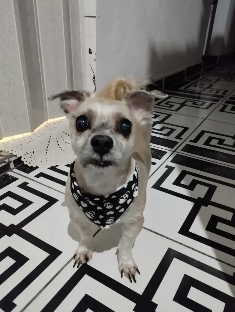 foto de Tapete higiênico Sanol Dog 60x80cm 30 unidades