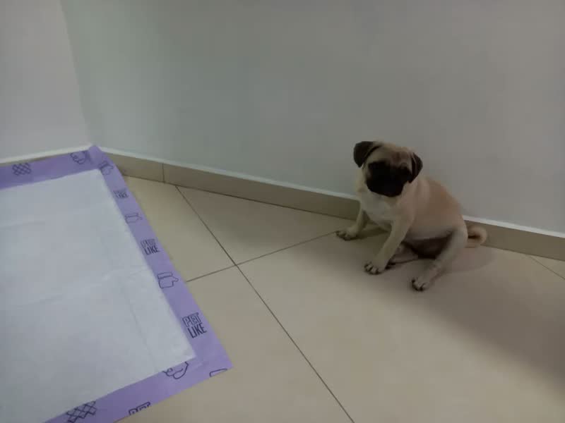 foto de Tapete higiênico para cães ultra pads lavanda 80cm x 60cm Petlike com 30 unidades