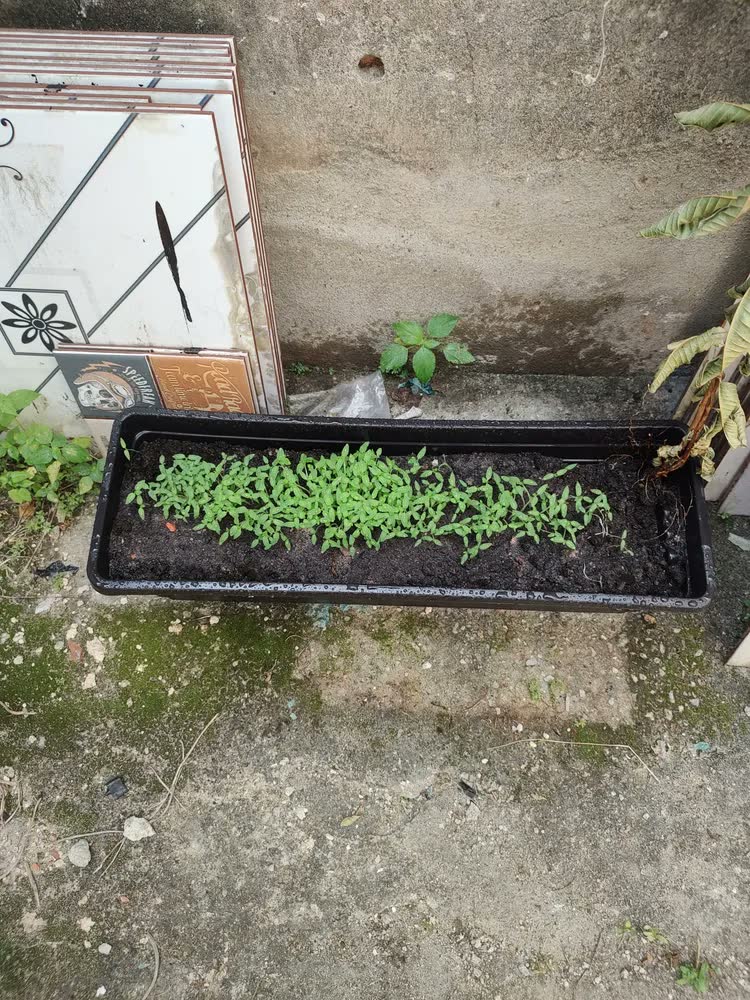 foto de Floreira De Chão 60cm Vaso Jardineira Grande Plantas E Horta Cor Preto