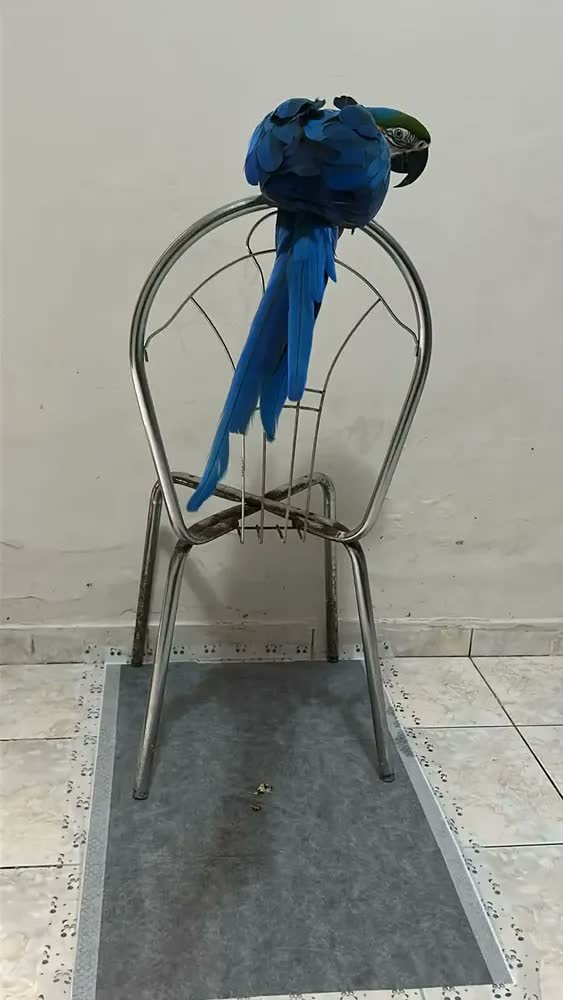foto de Tapete Higiênico Econopad Carvão Bambu 60x90cm 30 Unidades