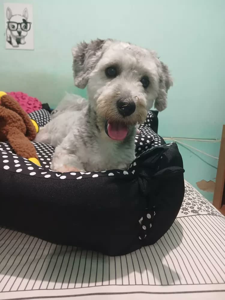 foto de Cama Grande Para Pets Vest Pet Caminha de Cachorro Preto/Branco