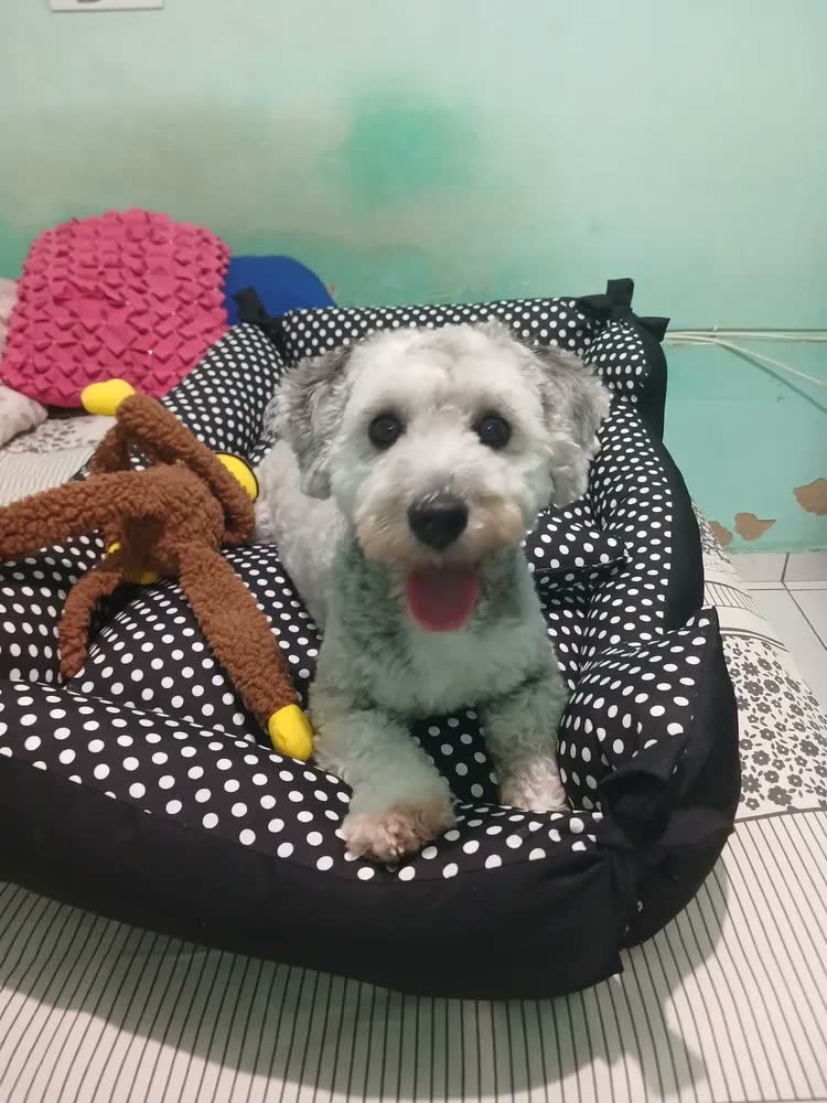 foto de Cama Grande Para Pets Vest Pet Caminha de Cachorro Preto/Branco