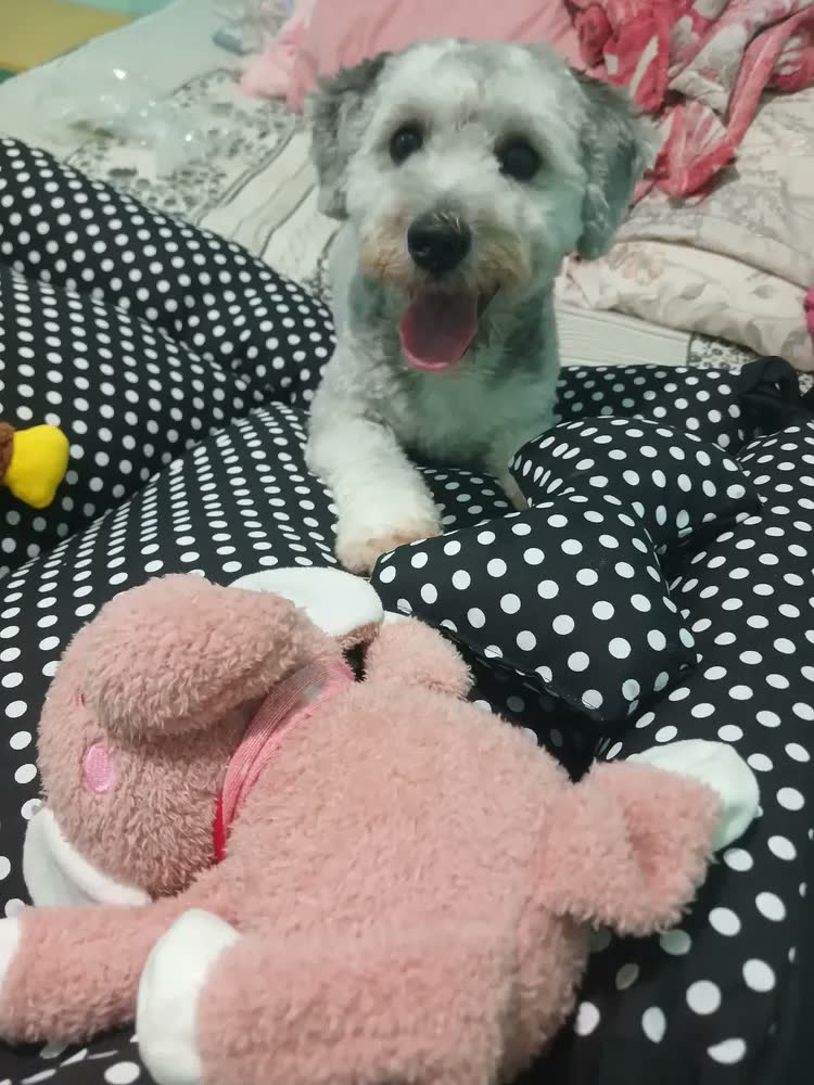 foto de Cama Grande Para Pets Vest Pet Caminha de Cachorro Preto/Branco