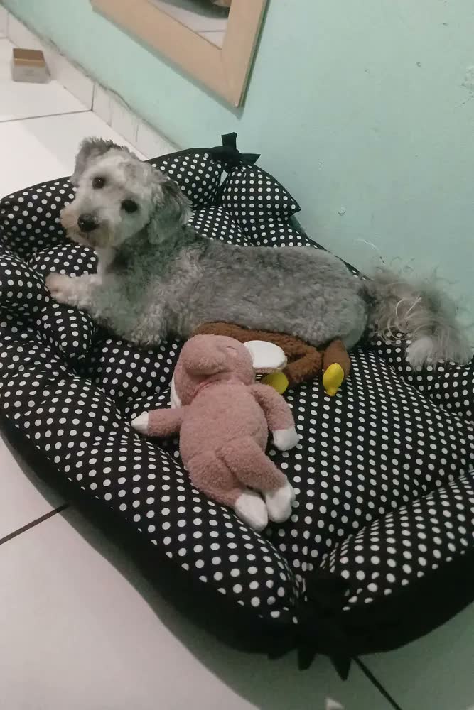foto de Cama Grande Para Pets Vest Pet Caminha de Cachorro Preto/Branco