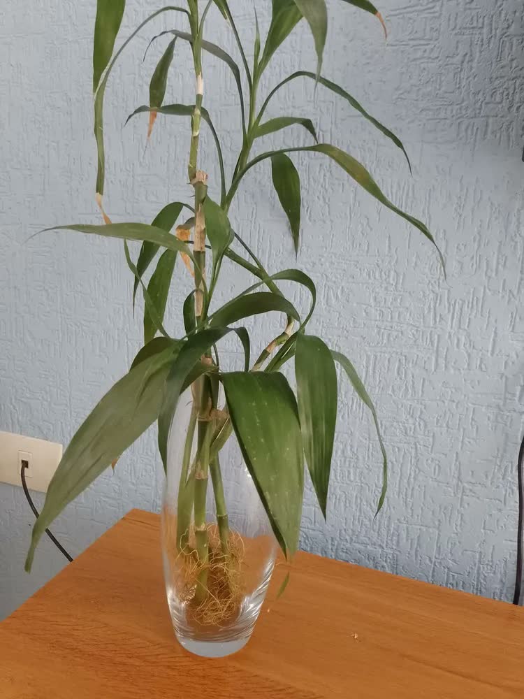 foto de Vaso Vidro Decorativo Casamento 27cm Pasabaçhe