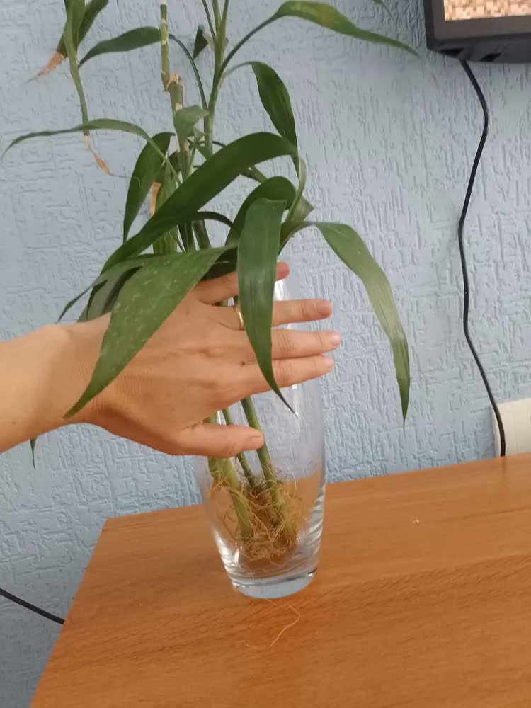 foto de Vaso Vidro Decorativo Casamento 27cm Pasabaçhe