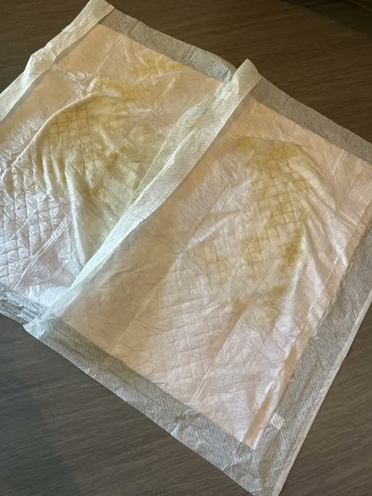 foto de Tapete Higiênico Biodegrável Biosec Eco 80x60cm 30 Unidades Sustentável Ecológico Amigo da Natureza anti Odor para Pet cachorro cão