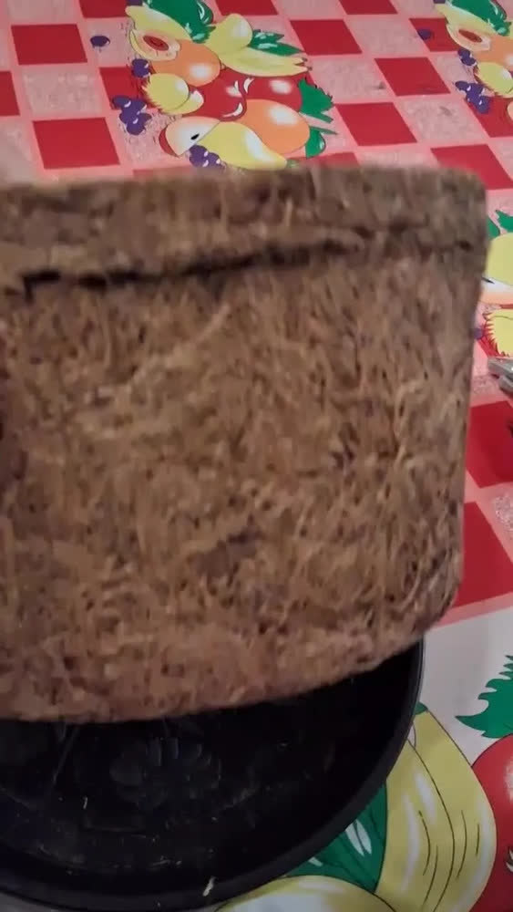 foto de Vaso Pendurar Suspenso Nutricoco Completo com Prato e Corrente N03 Natural Fibra de Coco Natural - Nutriplan