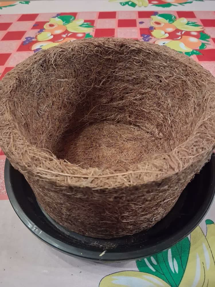foto de Vaso Pendurar Suspenso Nutricoco Completo com Prato e Corrente N03 Natural Fibra de Coco Natural - Nutriplan