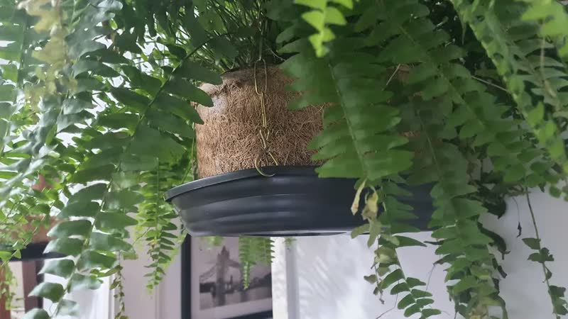 foto de Vaso Pendurar Suspenso Nutricoco Completo com Prato e Corrente N03 Natural Fibra de Coco Natural - Nutriplan