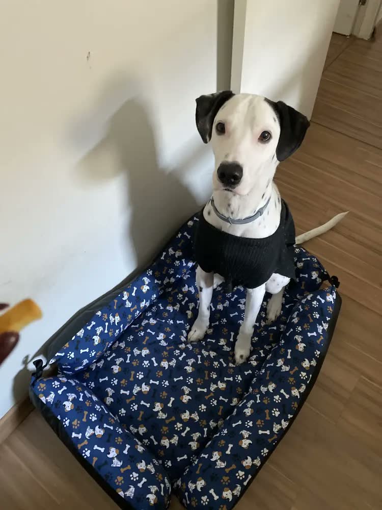 foto de Colchão Cachorro Grande 90x60 Lavável Base Impermeável - Patas Fiéis