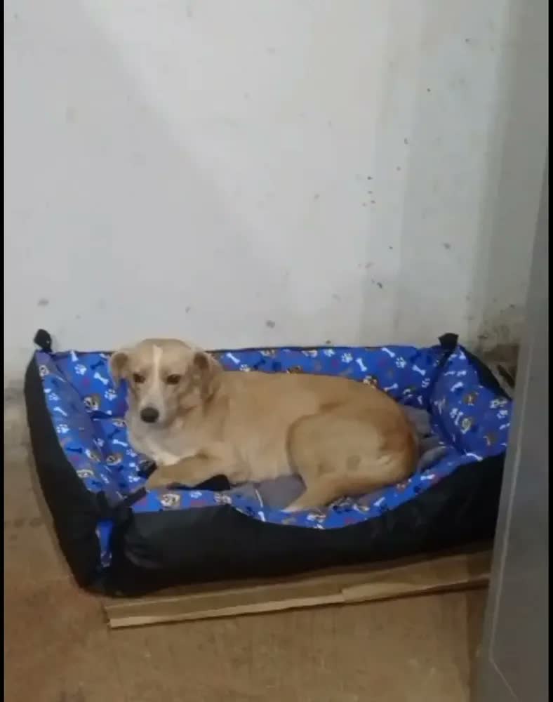 foto de Colchão Cachorro Grande 90x60 Lavável Base Impermeável - Patas Fiéis