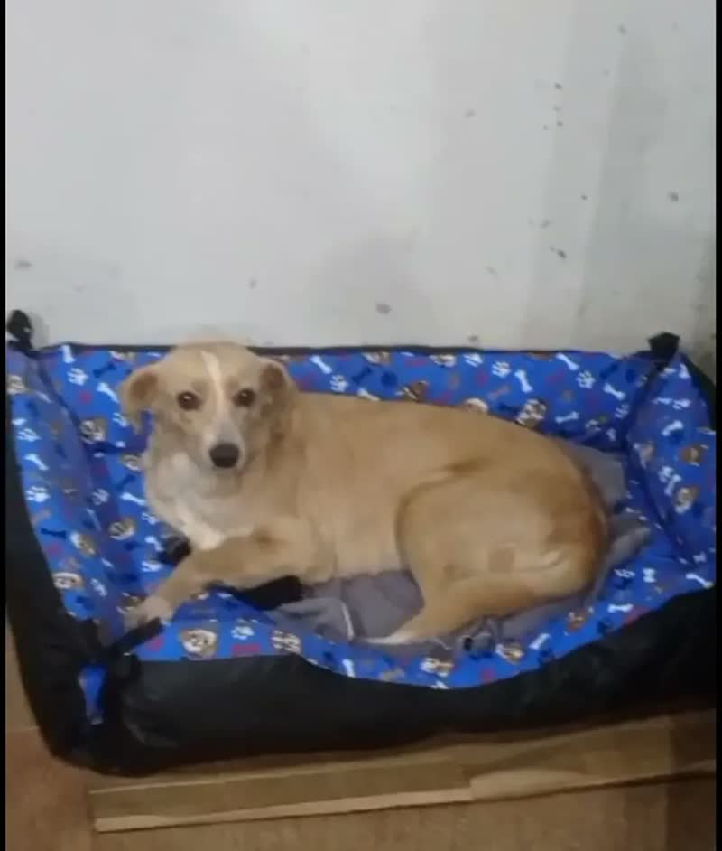 foto de Colchão Cachorro Grande 90x60 Lavável Base Impermeável - Patas Fiéis
