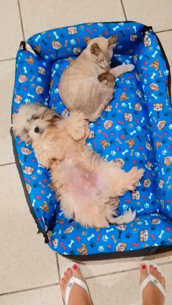 foto de Colchão Cachorro Grande 90x60 Lavável Base Impermeável - Patas Fiéis