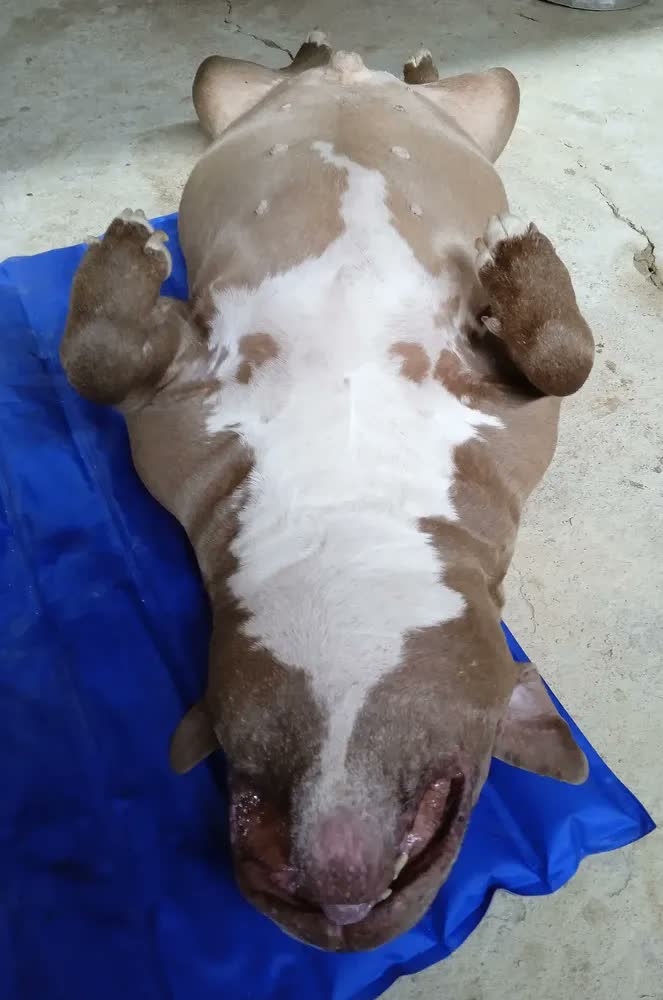 foto de Chalesco Tapete Cama Cachorro Gelado Grande Cor Azul